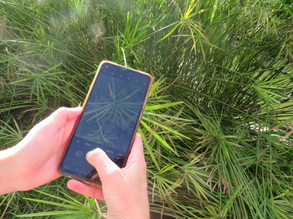 Tomando una fotografía de una planta para identificarla