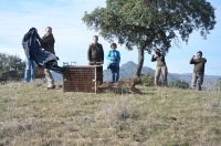 Liberación al medio natural de un ejemplar de lince ibérico