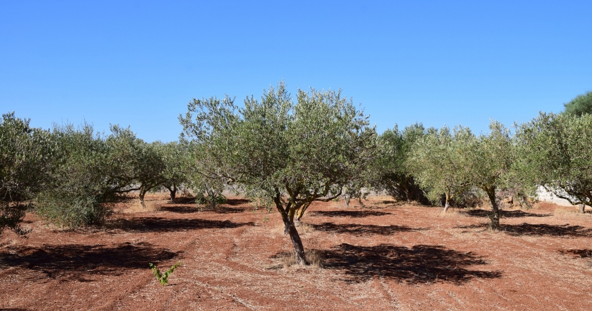 Un cambio de paradigma en la agricultura llega a la Noche Europea de los Investigadores de la mano de Diverfarming