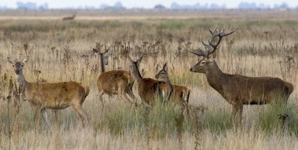 Harén de ciervos en Doñana. Autor: Jose M. Seoane