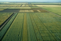 Identifican las variedades mejoradas de trigo más resistentes al calor