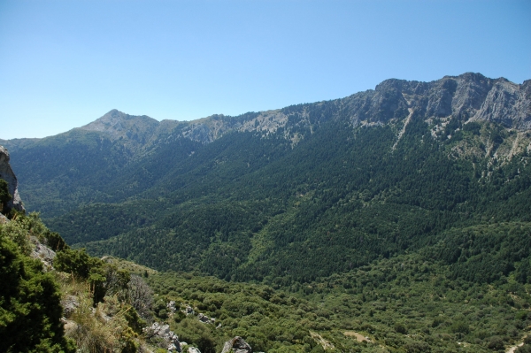 Bosque de pinsapares investigados en Ronda