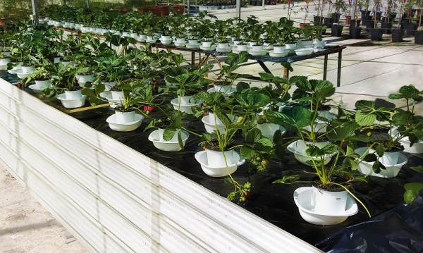 Samples of the study strawberries