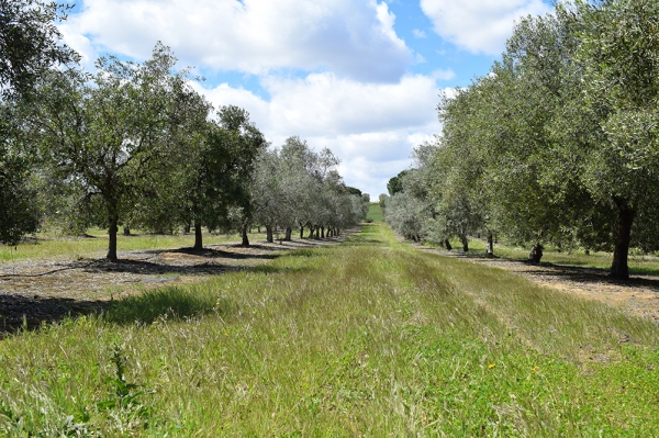 Olivar donde se llevan a cabo los ensayos