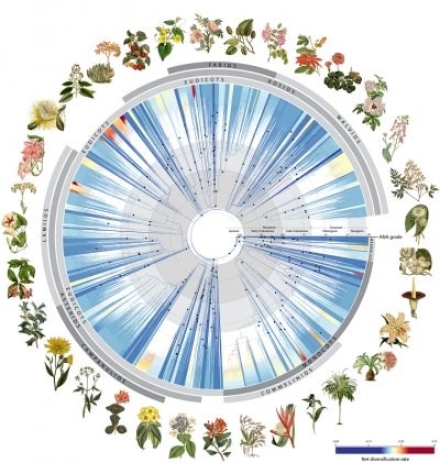 Árbol de la vida de las angiospermas. © RBG Kew