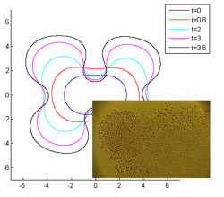 In the diagram the similarity to the development of a real tumour can be observed as shown in the bottom right corner of the diagram